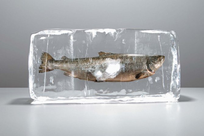 Максимальный срок хранения любой замороженной рыбы — 1 год