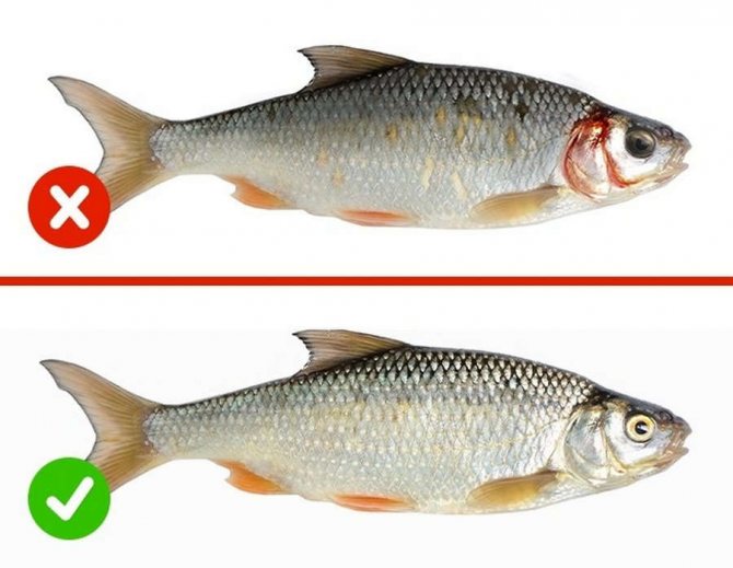 Несвежая рыба опасна для здоровья